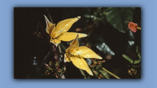 1993_WA_D05-16-41_Kuhlippen-Orchidee (Caladenia flava).jpg